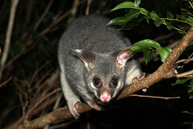 Small Group Kangaroo Island Evening and Night Tour - Tour Reviews