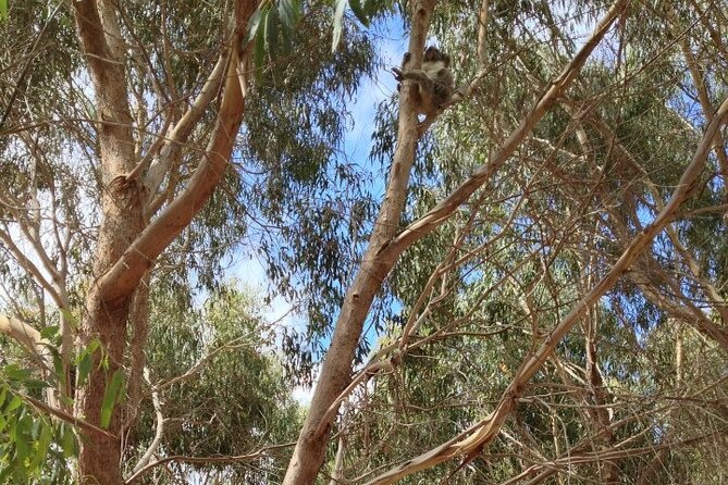 Small Group Kangaroo Island Tour - Best of KI in 2 Days - Dudley Peninsula Lighthouse