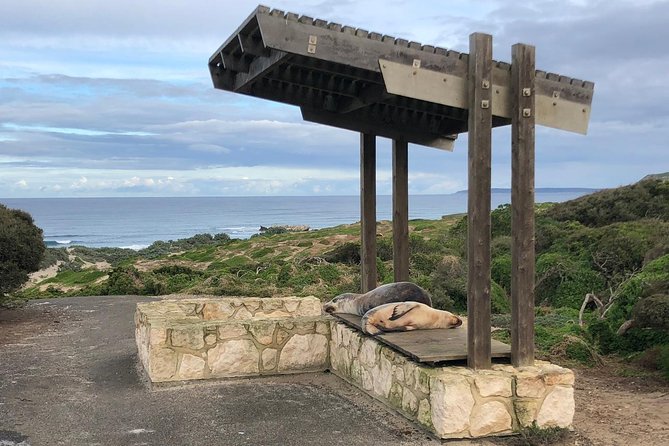 Small Group Kangaroo Island Tour - Seal Bay - Pickup and Drop-off Details