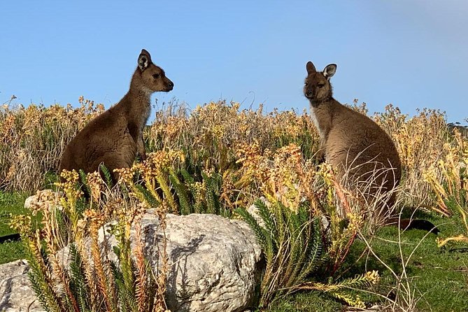 Small Group Kangaroo Island Tour - Seal Bay - Traveler Reviews and Ratings