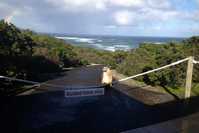 Small Group Kangaroo Island Tour - Seal Bay - Personalized Small-Group Experience