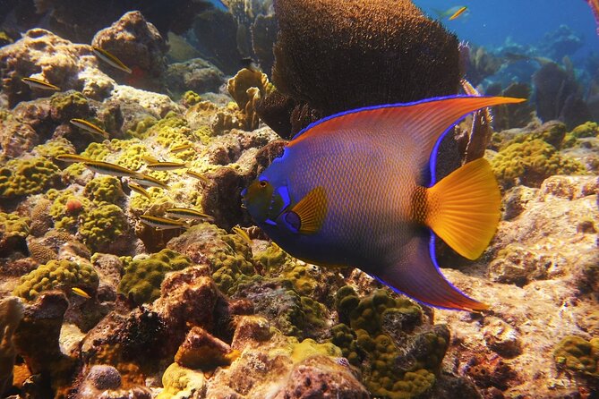 Small Group Key West Snorkel Adventure - Lost Reef Adventures Expertise