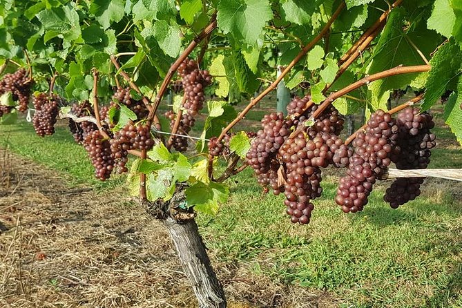 Small-Group Kumeu Wine Country Tour Includes Wine Tastings & Lunch - Guest Reviews and Experiences