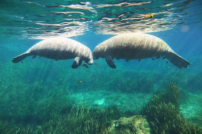 Small Group Manatee Snorkel Tour With In-Water Guide and Photographer - Tour Highlights