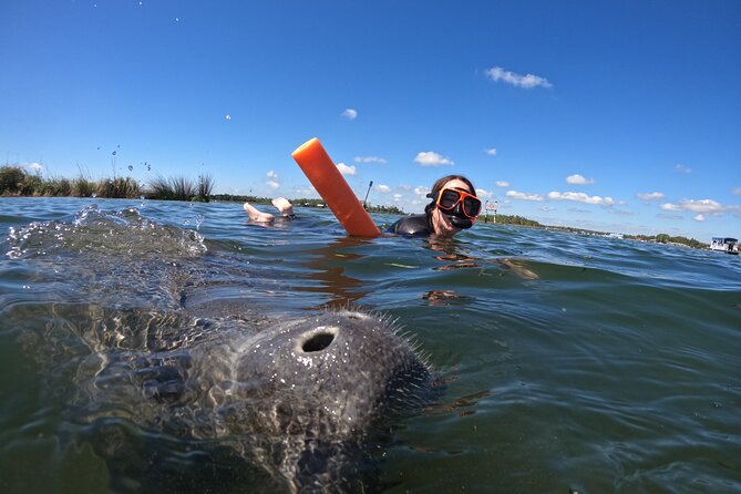 Small Group Manatee Swim Tour With In Water Guide - Manatee Encounter Highlights