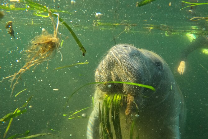 Small Group Manatee Swim Tour With In Water Guide - Tour Inclusions