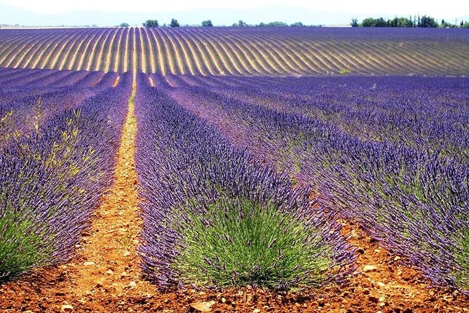 Small Group Marseille Shore Excursion: Lavender Tour - Pickup Information