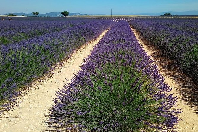 Small Group Marseille Shore Excursion: Lavender Tour - Customer Feedback
