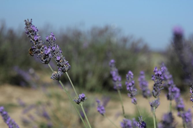Small Group Marseille Shore Excursion: Lavender Tour - Tour Experience Considerations