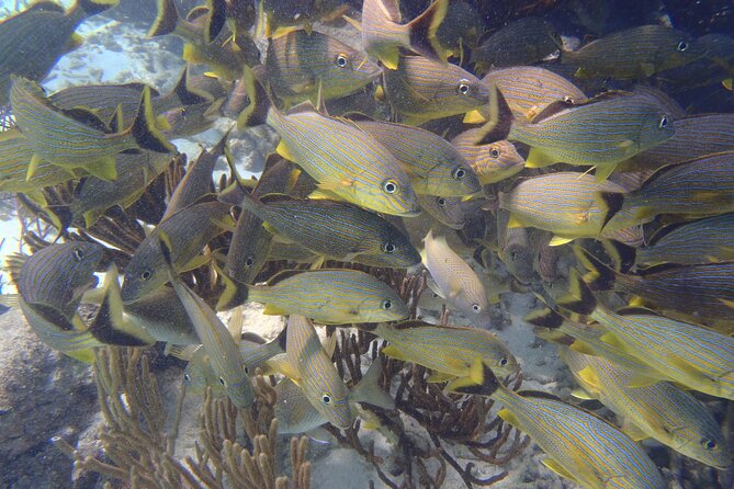 Small-Group Mesoamerican Barrier Reef Snorkeling in Puerto Morelos - Additional Information