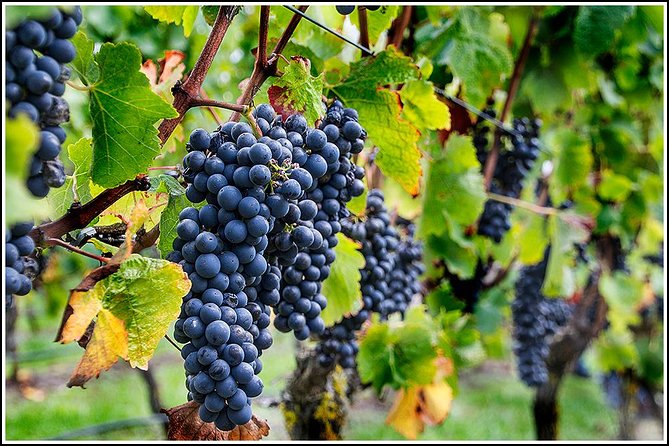 Small Group - Napier, Wine and Beer Tour - 5.5 - 6 Hours - Experience Wine Tasting and Beer Sampling