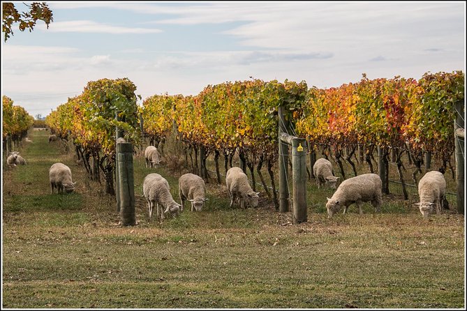 Small Group - Napier, Wine, Beer & Cider Tour - 5.5 - 6 Hours - Hawkes Bay Region