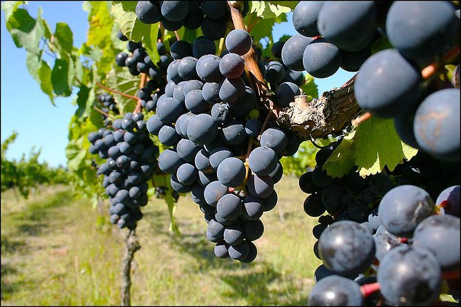 Small Group - Napier, Wine, Beer & Cider Tour - 5.5 - 6 Hours - Group Size and Duration