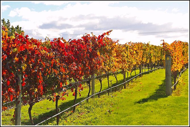 Small Group - Napier Wine Experience Tour - 5.5 - 6 Hours - Customer Reviews