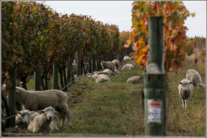 Small Group - Napier Wine Experience Tour - 5.5 - 6 Hours - Personalized and Engaging Tour Experience