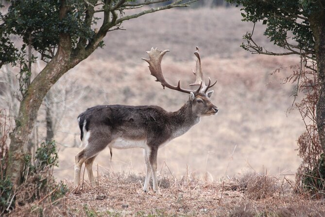 Small-Group New Forest Discovery Walk From Lyndhurst - Tour Specifications