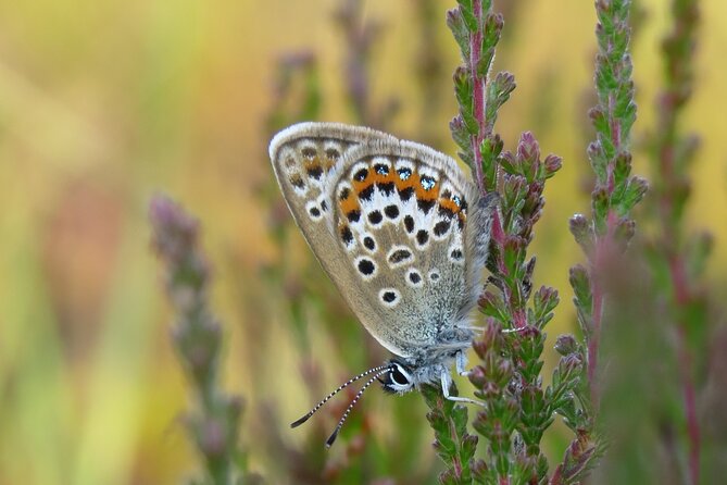 Small-Group New Forest Discovery Walk From Lyndhurst - Booking and Pricing Information