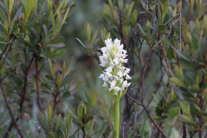 Small-Group New Forest Discovery Walk From Lyndhurst - Wildlife and Ecology
