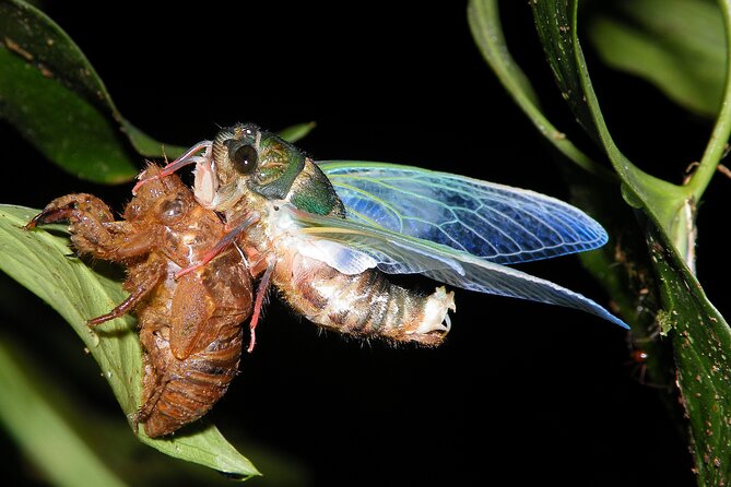 Small Group Night Walking Tour in Monteverde - Wildlife Experience