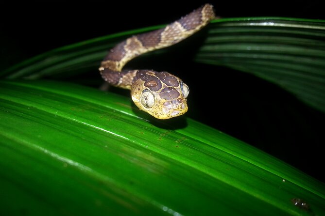 Small Group Night Walking Tour in Monteverde - Transportation Options