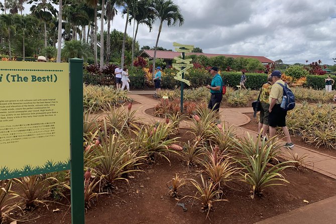 Small Group-Oahu Tour, Dole Plantation, Northshore, Sunset Beach - Northshore and Sunset Beach