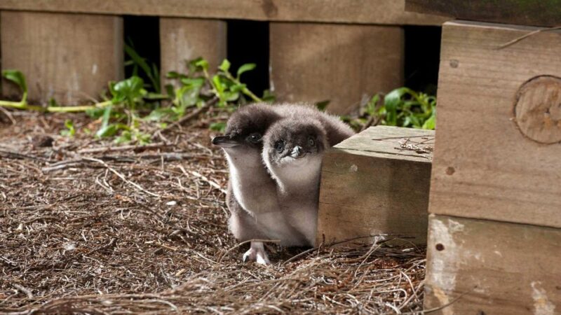 Small Group Philip Island Express Penguin & Wallaby Spoting - Pricing and Duration