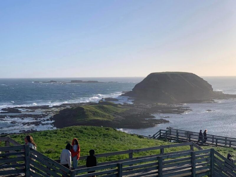 Small Group Philip Island Express Penguin & Wallaby Spoting - Wildlife Viewing Highlights
