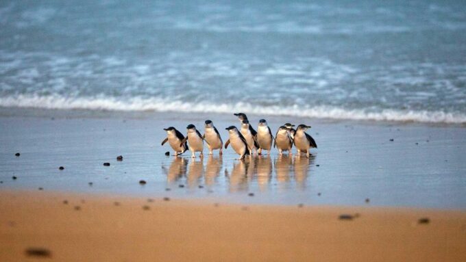 Small Group Philip Island Express Penguin & Wallaby Spoting - Customer Feedback