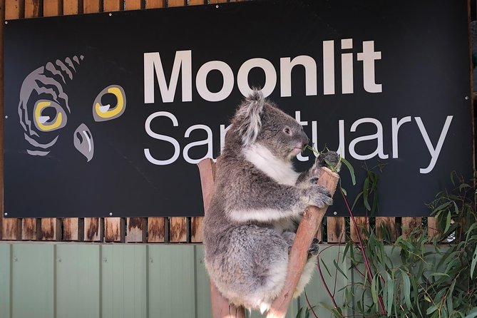 Small-Group Phillip Island Afternoon Day Trip From Melbourne - Traveler Reviews and Ratings