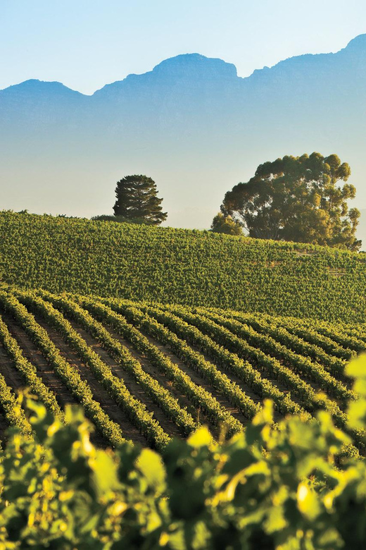 Small Group Private Tour - Cape Winelands (Min. 5 Pax) - Scenic Lunch Option
