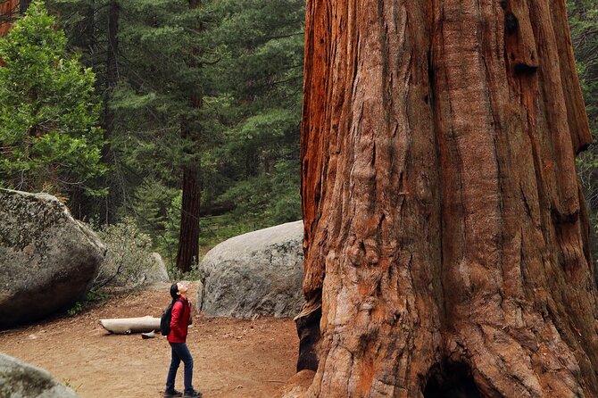 Small Group Redwoods, California Coast & Sausalito Day Trip From San Francisco - Armstrong Redwood State Reserve
