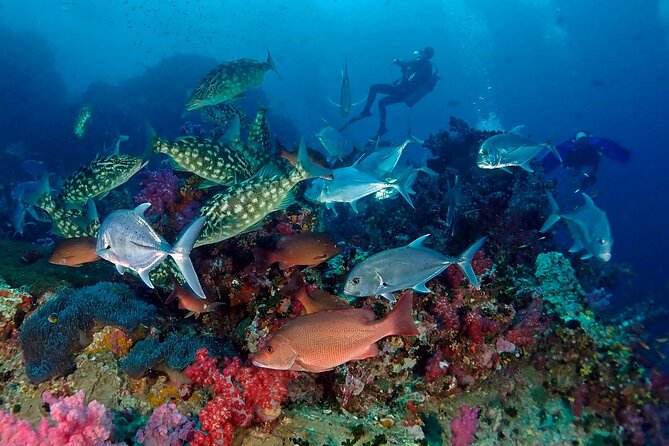 Small Group Scuba Diving Experience in Maiton Private Island - Management Response to Feedback