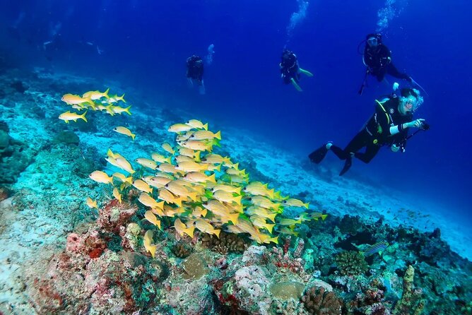 Small Group Scuba Diving Experience in Maiton Private Island - Exploring Maitons Underwater Wonders