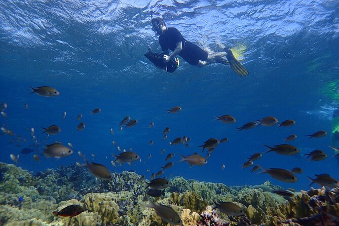 Small-Group Sea Scooters Snorkel at Mangel Halto Beach in Aruba - Transportation and Additional Information