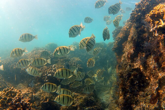 Small-Group Snorkel Adventure in San Jose Del Cabo - Guide Quality and Wildlife Sightings