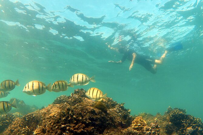 Small-Group Snorkel Adventure in San Jose Del Cabo - Pricing and Booking Details
