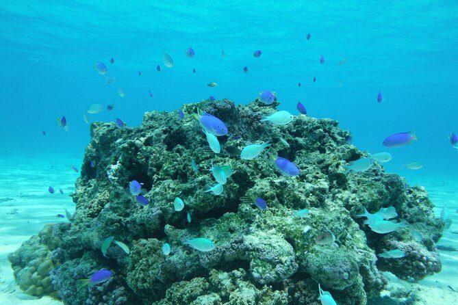 Small group snorkeling (5 people max): wrecks & tropical fishes at 1:00pm - Practical Tips for Participants