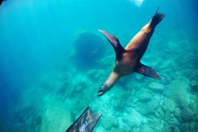 Small Group Snorkeling and Swim With Whale Sharks & Sea Lions in La Paz - Flexibility of Tour Operators
