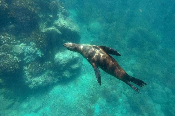 Small Group Snorkeling and Swim With Whale Sharks & Sea Lions in La Paz - Guests Praise