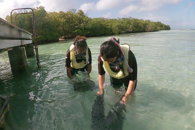 Small Group Snorkeling at Mangel Halto Aruba - The Review Spectrum: Authentic Feedback from Travelers