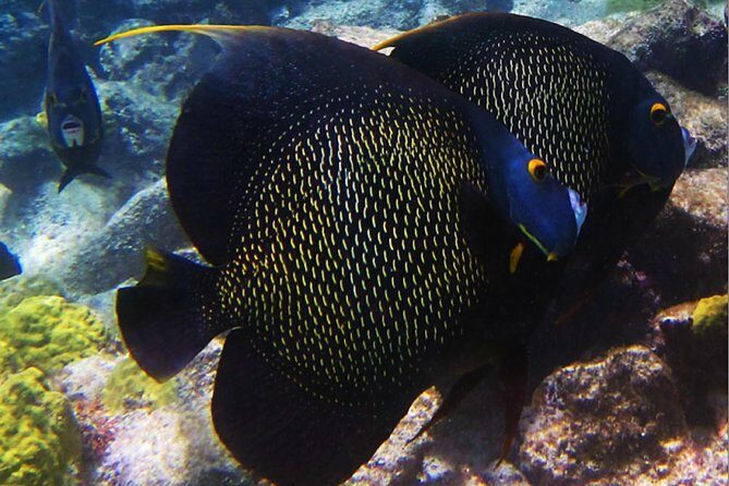 Small Group Snorkeling at Mangel Halto Aruba - Analyzing the Value: Why This Tour Is a Good Deal