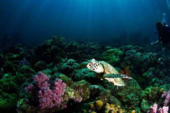 Small Group Snorkeling Expedition South Kona - Transportation and Location