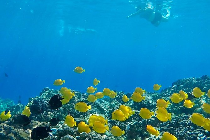 Small Group Snorkeling Expedition South Kona - Fitness Level