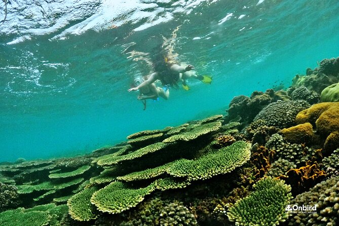 [SMALL-GROUP] SNORKELING & LUNCH - The LARGEST CORAL REEF (Max 9) - Snorkeling at Coral Reef