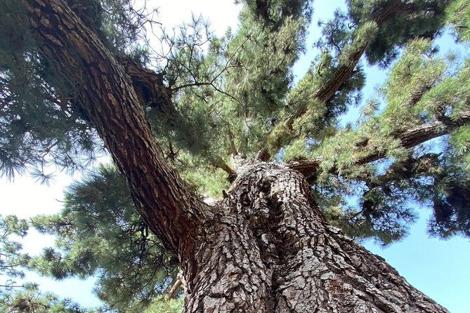 Small Group Teide National Park Volcanic and Forest Wonders - Viewpoint Experiences