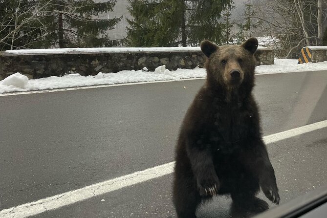 Small Group - Top Gear Road Near Poenari Fortress, Max 8 Passange - Traveler Feedback