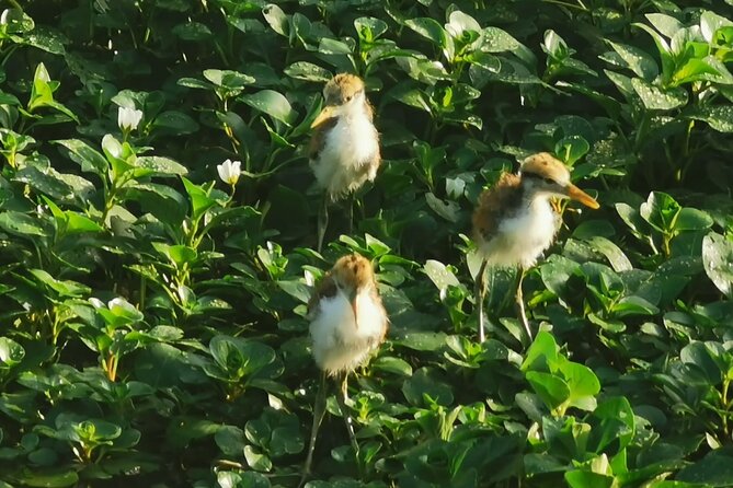 Small Group Tortuguero National Park Canoe Tour - Expert Local Guide