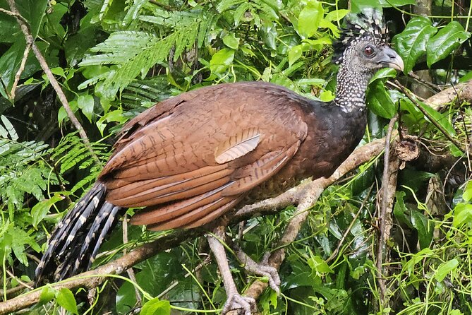 Small Group Tortuguero National Park Canoe Tour - Breathtaking Aquatic Life