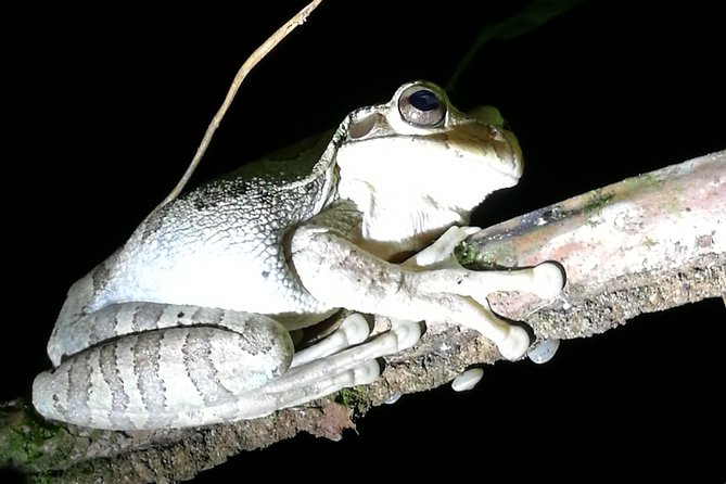 Small-Group Tortuguero National Park Night Walk in Costa Rica - Small-Group Night Tour Highlights