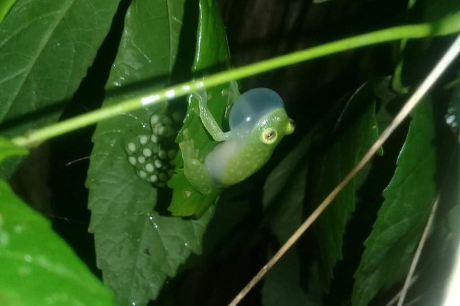 Small-Group Tortuguero National Park Night Walk in Costa Rica - Tortuguero National Park After Dark